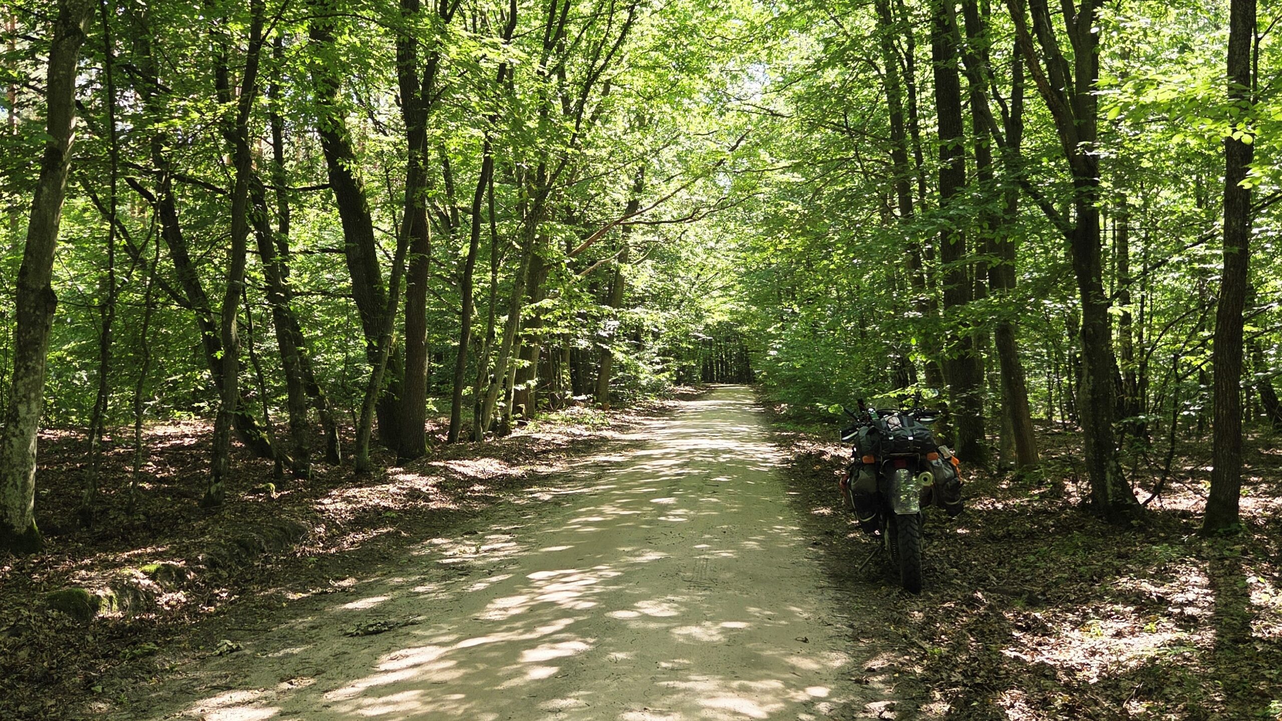 A motorcycle parked beside a sunlit forest road
