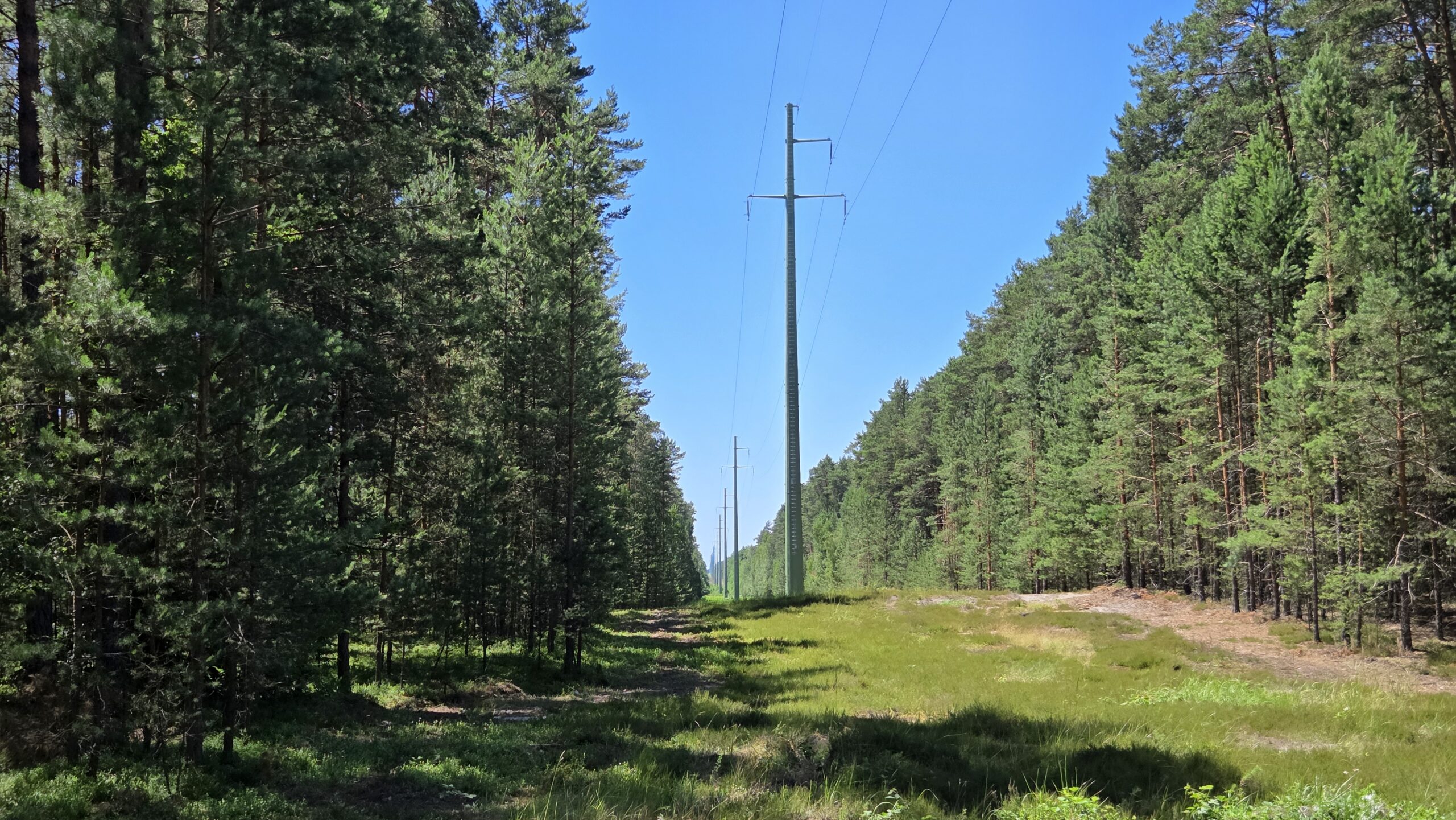 Power lines running through a clearing in a pine forest