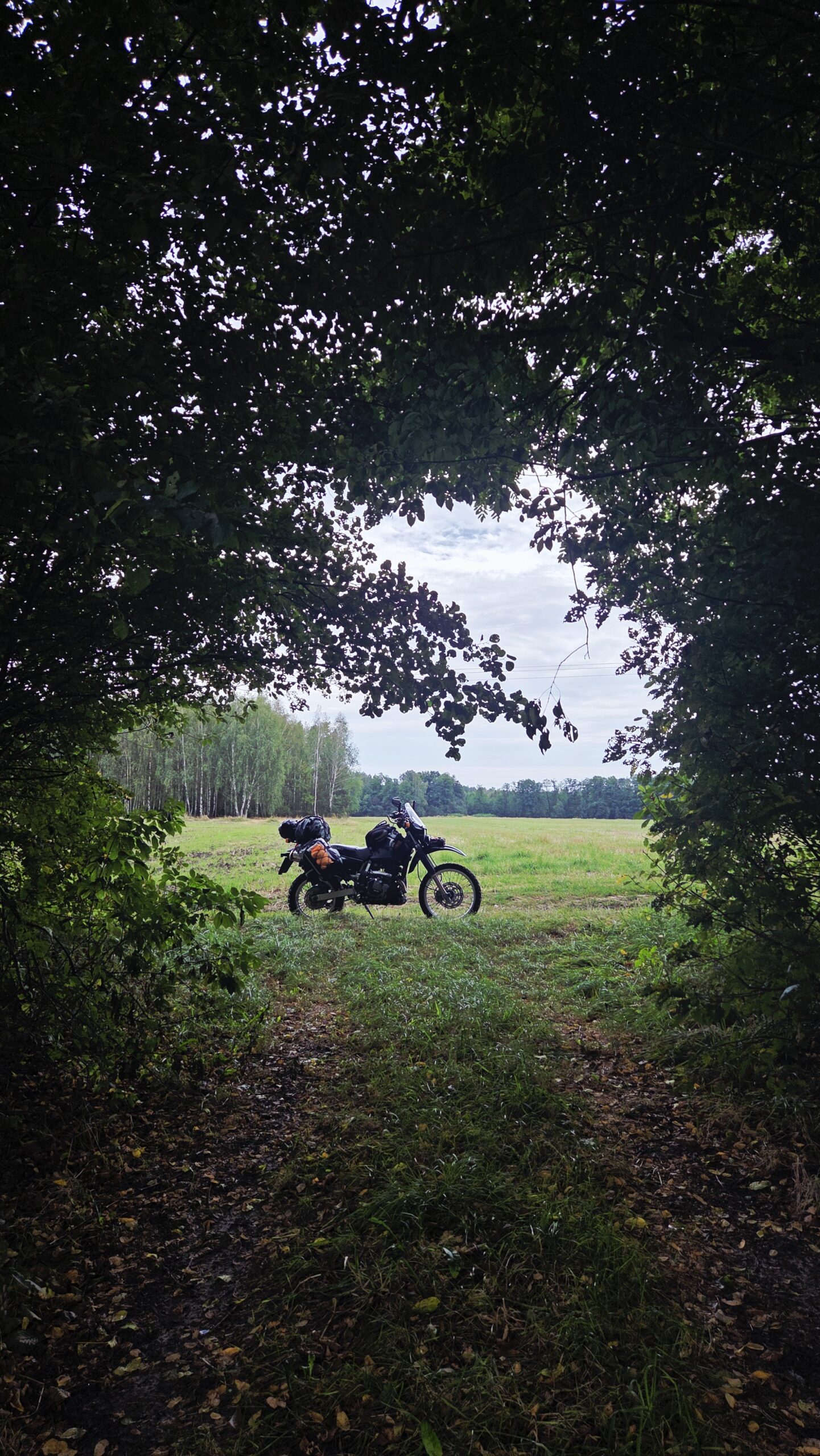 A motorcycle in a field, seen through an opening in the trees